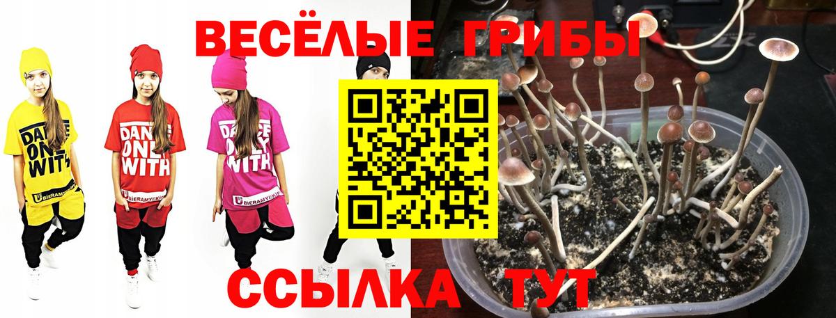 Псилоцибиновые грибы Cubensis Саров